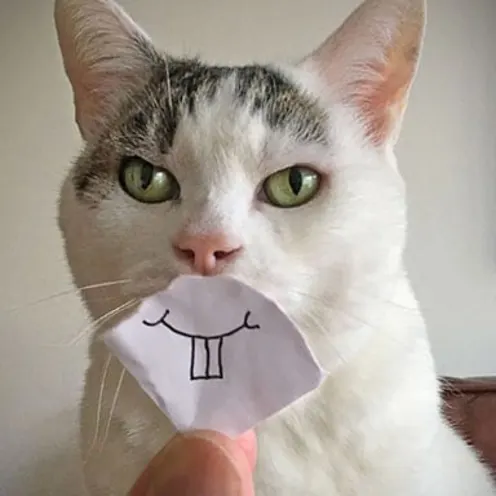 White Cat with Funny Paper Mouth